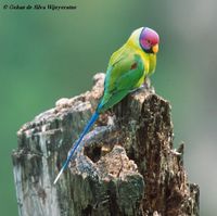 Plum-headed Parakeet - Psittacula cyanocephala