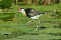 Comb crested Jacana