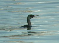 Pelagic Cormorant - Phalacrocorax pelagicus