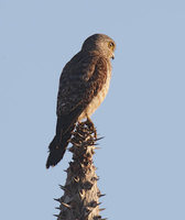 Banded Kestrel (Falco zoniventris) photo
