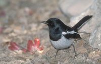 Madagascar Magpie-Robin (Copsychus albospecularis) photo