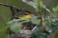 Spectacled Greenbul (Phyllastrephus zosterops) photo