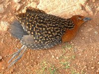 Buff-spotted Flufftail - Sarothrura elegans