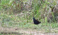 Black-tailed Crake - Amaurornis bicolor