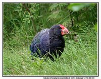 Takahe - Porphyrio mantelli