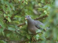 Band-tailed Pigeon (Columba fasciata) photo