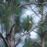 Cuban Parrot (Amazona leucocephala) photo