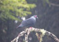 Madagascar Blue-Pigeon - Alectroenas madagascariensis