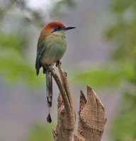 Russet-crowned Motmot - Momotus mexicanus