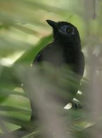 White-shouldered Antbird - Myrmeciza melanoceps