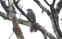 Cinnamon-vented Piha - Lipaugus lanioides