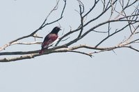 Pompadour Cotinga - Xipholena punicea