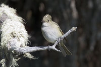 White-crested Elaenia - Elaenia albiceps