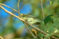 Minas Gerais Tyrannulet - Phylloscartes roquettei