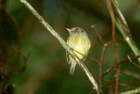 Eared Pygmy-Tyrant - Myiornis auricularis