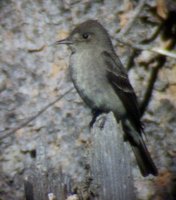 Western Wood-Pewee - Contopus sordidulus