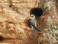 Bank Swallow - Riparia riparia