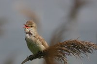 Oriental Reed-Warbler - Acrocephalus orientalis