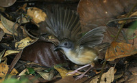 Short-tailed Babbler - Malacocincla malaccensis