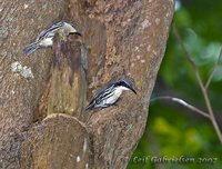 Stripe-sided Rhabdornis - Rhabdornis mysticalis