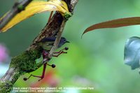 Black-sided Flowerpecker - Dicaeum monticolum