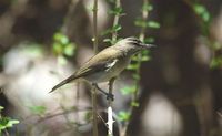 Black-whiskered Vireo - Vireo altiloquus