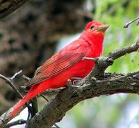 Summer Tanager - Piranga rubra