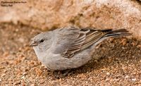 Plumbeous Sierra-Finch - Phrygilus unicolor