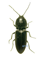 검은꽃방아벌레 - Cardiophorus pinguis