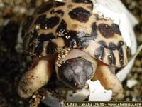 Radiated Tortoise, Geochelone radiata