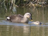 흰뺨검둥오리-Spot-billed Duck