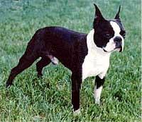 Boston Terrier