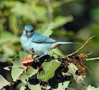 Conebill