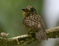 White-chested puffbird