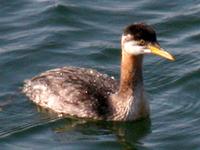 Red-necked Grebe. Photo by Greg Gillson