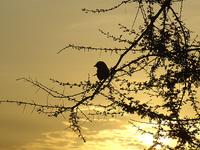 White-capped Shrike - Eurocephalus rueppelli