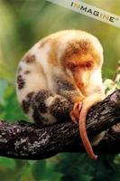 Spotted Cuscus (Spilocuscus maculatus) photo