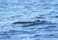 ...Dwarf sperm whale with damaged dorsal fin possibly caused by ship strike or fishing line (c) G.S