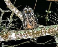 ...Central America & the Caribbean has another set of fantastic species such as this Stygian Owl, p