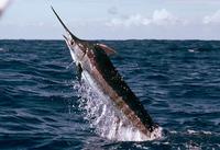 4. 청새치(striped marlin / barred marlin)