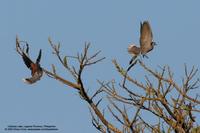 Red Turtle-Dove Scientific name - Streptopelia tranquebarica humilis