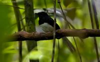 white-rumped-shama