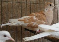 Ring neck dove -  Streptopelia risoria