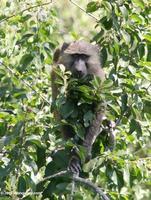 Olive baboon