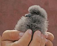 Bulwer's Petrel, Bulweria bulwerii, juvenile