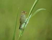 Aquatic Warbler (Acrocephalus paludicola)