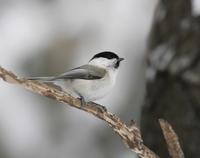 Willow Tit (Parus montanus)