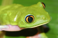 : Agalychnis annae