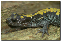 : Ambystoma macrodactylum krausei; Long-toed Salamander