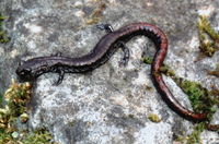 : Batrachoseps wrightorum; Oregon Slender Salamander